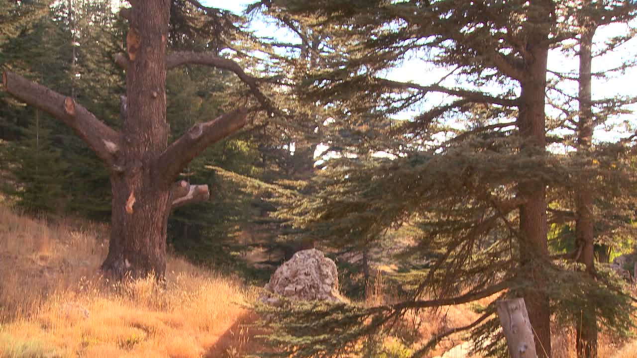 레바논의 백향목 숲