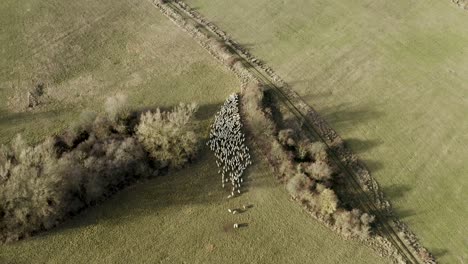 sheep running in one direction in beautiful german nature, captured by a drone in 4k