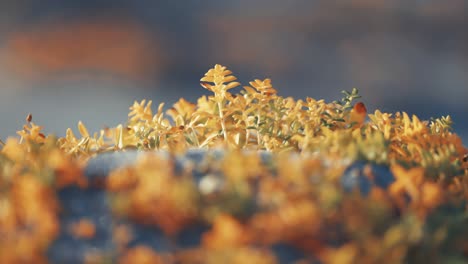 brightly-colored miniature plants on the sand