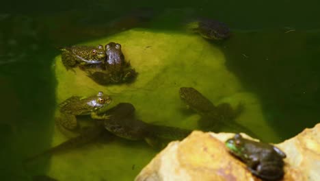 video estático de ranas verdes juveniles en las rocas