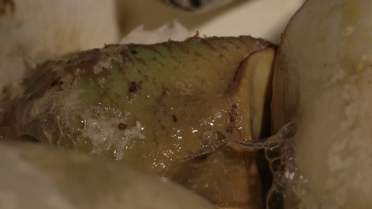 둥지에 갓 태어난 비단뱀 뱀 - 아기 파충류의 매크로를 닫습니다