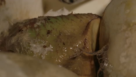 serpiente pitón recién nacida en nido - macro de cierre de reptil bebé
