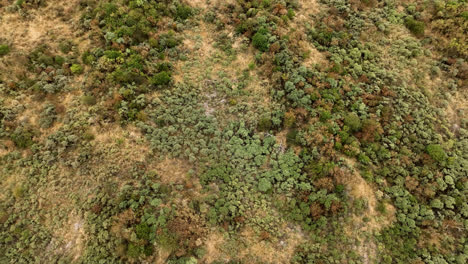 vista aerea de un bosque