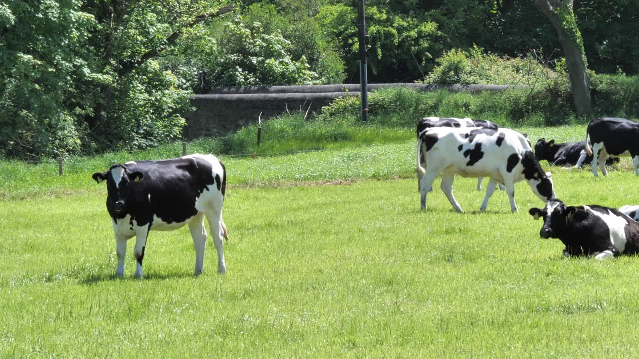 은 날 푸른 초원에서 몇 마리의 소, 4k 비디오