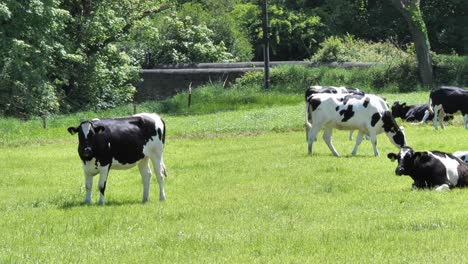 several cows on a green meadow on a sunny day, 4k video.