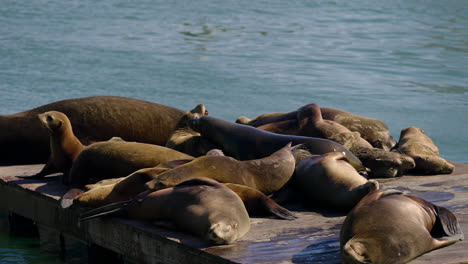 Leones-Marinos-Descansando-Y-Tomando-El-Sol-En-El-área-De-Observación-De-Leones-Marinos-Del-Muelle-39-En-San-Francisco,-California