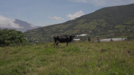 vaca en medio de la montaña en el páramo andino