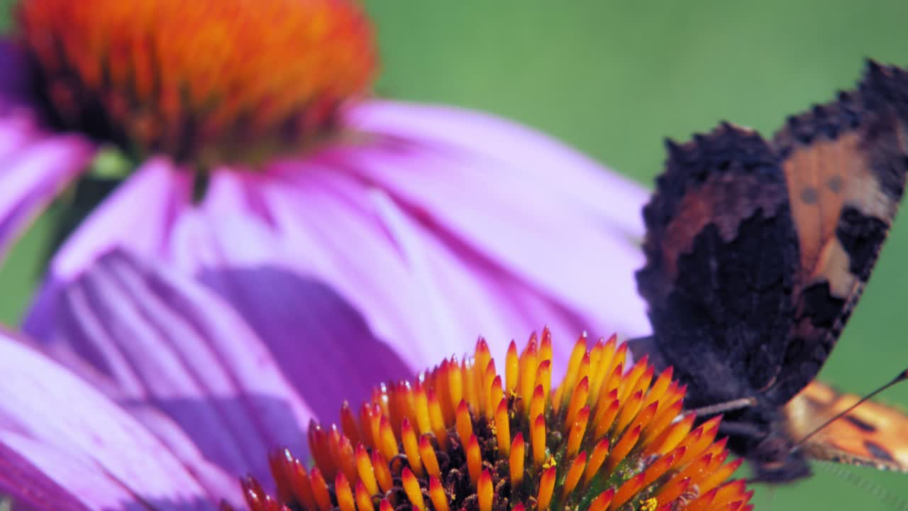 una pequeña mariposa de concha se sienta en una flor de cono púrpura comiendo polen y polinizándolo