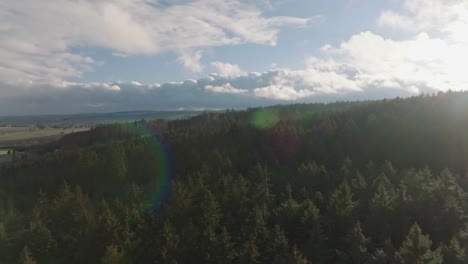 Aerial-view-of-coniferous-tree-tops-illuminated-in-sunlight-at-sunset-with-clouds-on-the-horizon