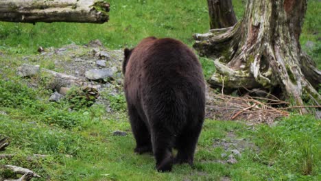el oso marrón caminando lentamente, alaska