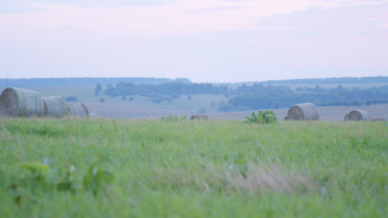 naturaleza rural en las tierras de cultivo. balas de heno en el campo después de la cosecha.