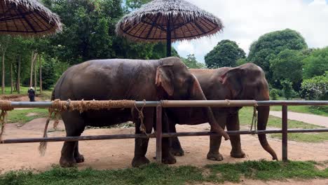 two elephants waiting for some food behind a fence in an elephant sanctuary