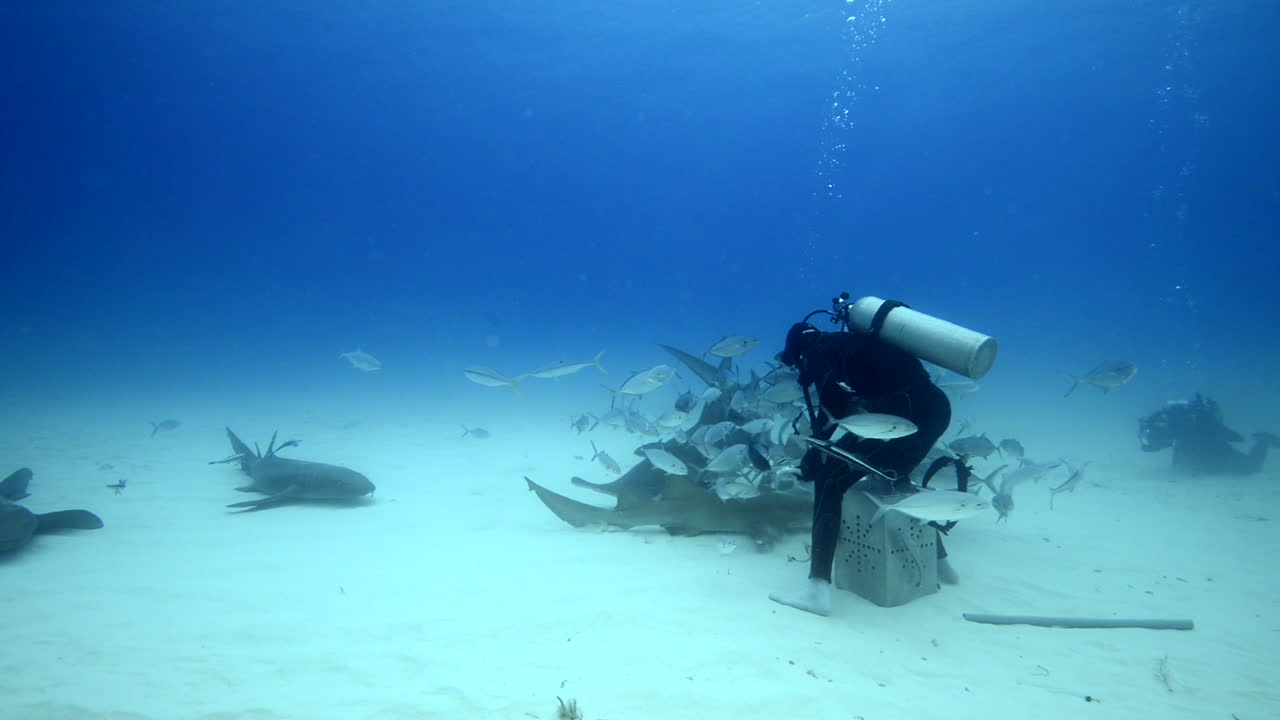 tiburón martillo siendo alimentado en bimini