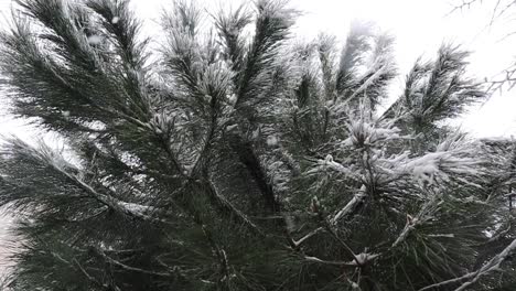 looking up on a pine tree with hoarfrost under snowfall in istanbul, turkey