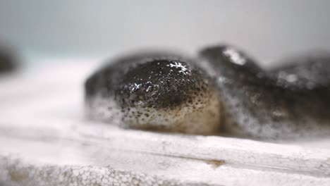 Sea-cucumber-on-a-white-background