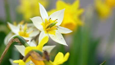 Biene-Auf-Einer-Bunten-Gelben-Pflanze-Beschäftigt-Pflanzen-Mit-Pollen-Im-Frühling-Bestäuben