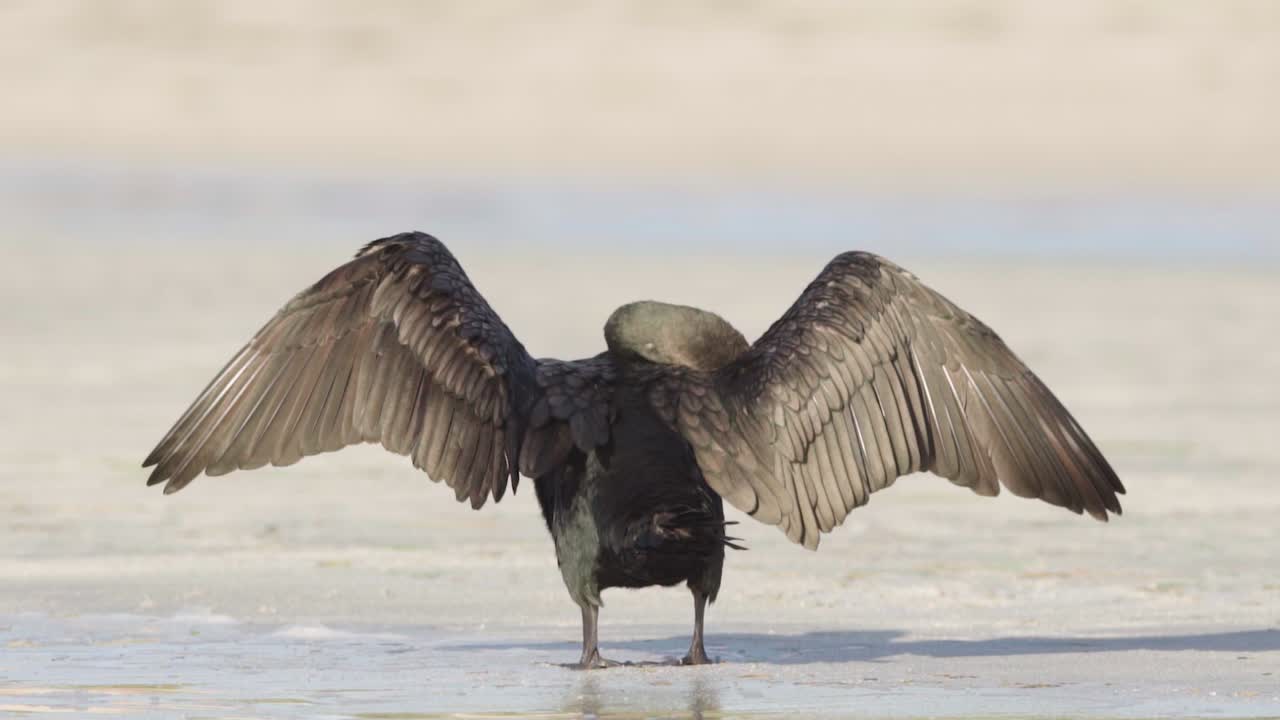 pájaro cormorán extendiendo alas y frotando la cabeza en la orilla de la playa de arena en cámara lenta