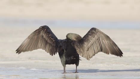 cormorant-bird-spreading-wings-and-rubbing-head-on-sandy-beach-shore-in-slow-motion