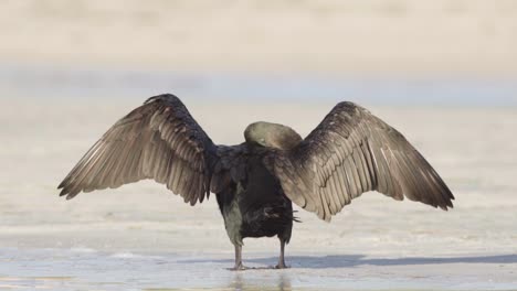 cormorant bird spreading wings and rubbing head on sandy beach shore in slow motion