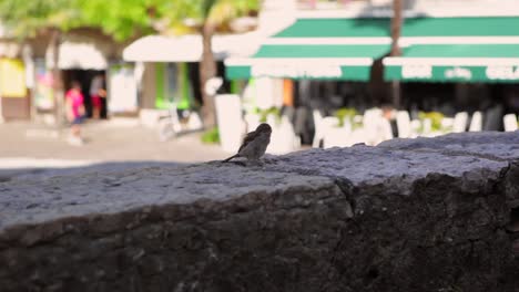 un gorrión limpiando sus plumas en un edificio histórico en el lago de garda