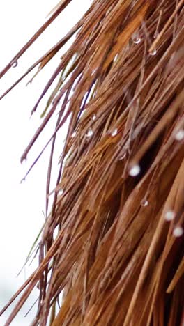 las gotas de lluvia humedecen suavemente la hierba seca en melbourne.