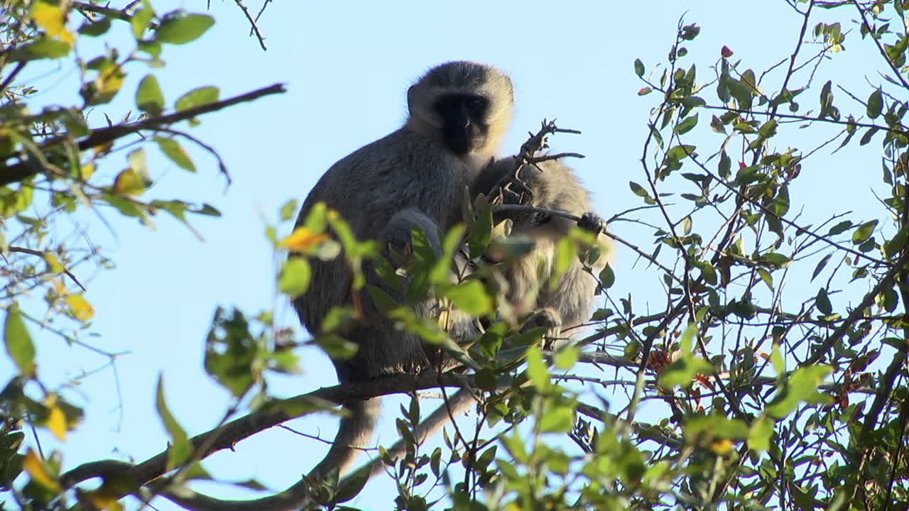 Macaque female and its cub sitting on tree branch, cute animal family, South Africa, Lesotho
