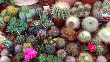 docenas de cactus y suculentas en el centro de jardinería