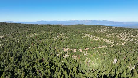 drone flight over a fir tree forest in parnitha mountain near athens, greece
