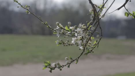 Small-white-flowers-of-Mirabelle-plum-tree-branch-blooming-on-a-windy-weather-in-may