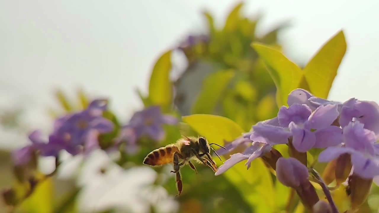 Slow Motion Honey Bee flying towards and landing on a little purple flower with green leaves