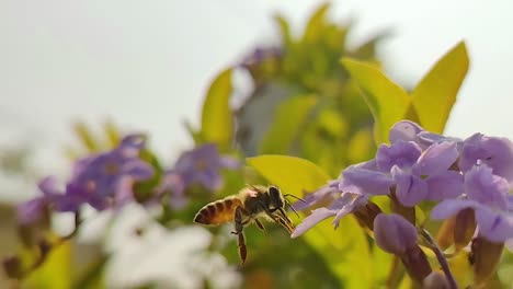 slow motion honey bee flying towards and landing on a little purple flower with green leaves