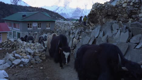 a train of yaks walking along a trail in the himalaya mountains of nepal on the trail to everest base camp