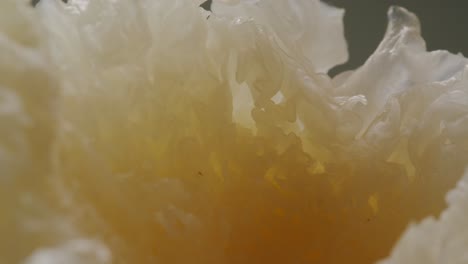 tremella fermented salted jamur salju or snow fungus, white colored fungi for food and medicine, popular in china and also chinese cuisine.