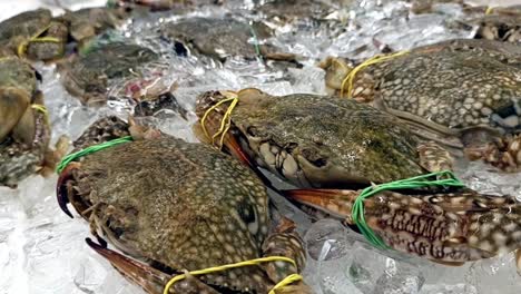 live crabs displayed for sale with their legs and claws tied to prevent escape. placed on ice to maintain freshness and quality.