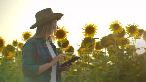 a female farmer with a tablet computer walks through a field with sunflowers and enters data into a tablet computer to manage and analyze the crop. modern technologies for creating sunflower oil.