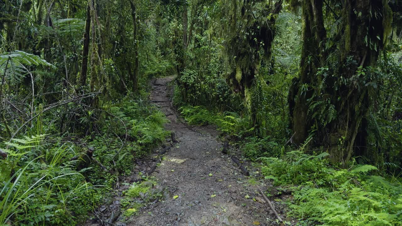 Forest trail on Mount Kilimanjaro surrounded by dense green vegetation, early hike view, smooth walking pov