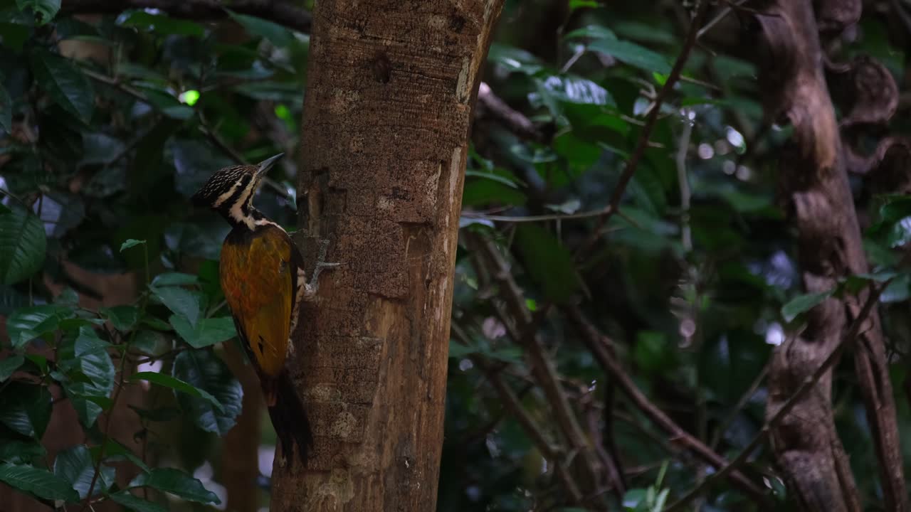 inclinando su cabeza hacia la izquierda y la derecha pensando en su futuro, flameback común dinopium javanense hembra, tailandia