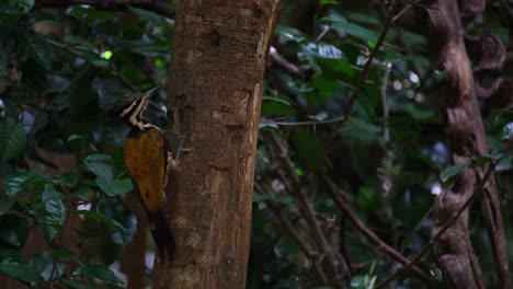 Neigt-Seinen-Kopf-Nach-Links-Und-Rechts-Und-Denkt-über-Seine-Zukunft-Nach,-Weibliches-Flameback-Dinopium-Javanense,-Thailand