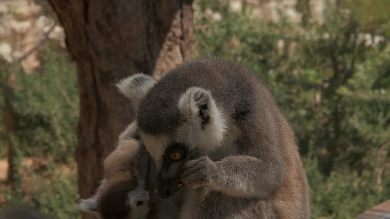 primer plano de un lémur comiendo con su bebé