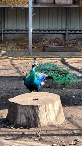 peacock flaunting feathers in park. a vibrant peacock showcasing its stunning plumage in a zoo habitat, surrounded by natural elements and structures