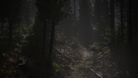 spruce forest at summer day