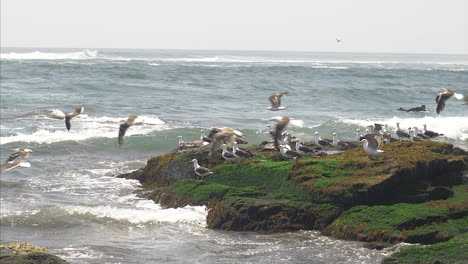 seagulls taking off from a rock in llico, coast of chile, wide shot pan left