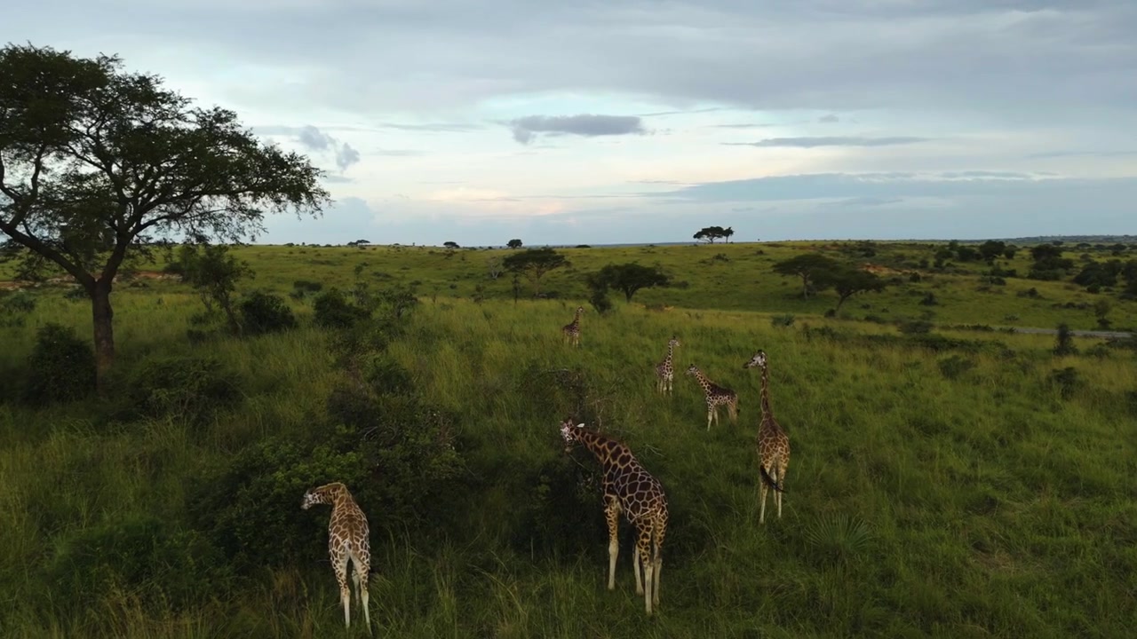 Veduta aerea di giraffe vicino a una strada, sera nuvolosa in Uganda, Africa