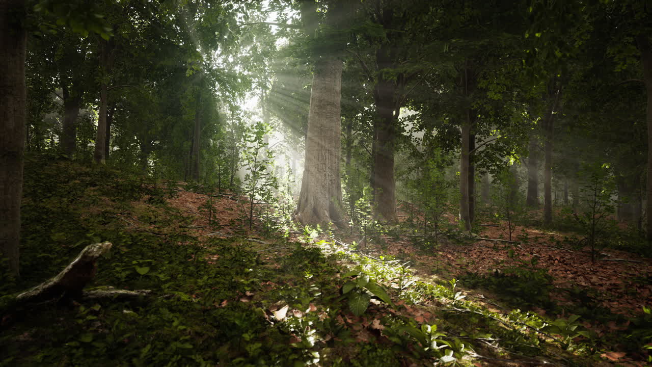 Luce che filtra nella natura.