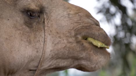 close up slow motion shot of a camels mouth chewing on its cud