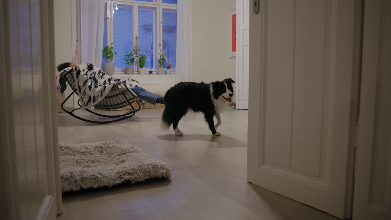 border collie와 labrador retriever가 집에서 상호 작용하고, 아파트 거실, 호기심 많은 개, 귀여운 행복한 애완동물, 흔들기, 강아지와 함께 차가운 오후, 소녀가 흔들리는 의자에서 휴식을 취하고, 쾌적한 인테리어