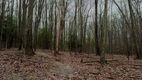 The-beginning-of-a-big-nor'easter-snow-storm-deep-in-a-beautiful,-calm-pine-forest