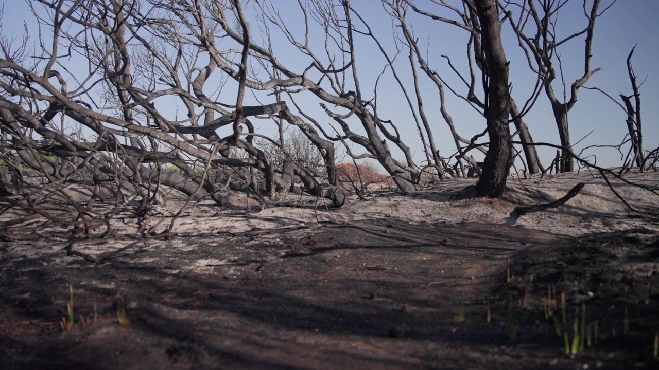 Charred trees stand in rows across the burned Devesa del Saler forest, blackened by the August 2026 Valencia wildfire, Slow Traveling Shot
