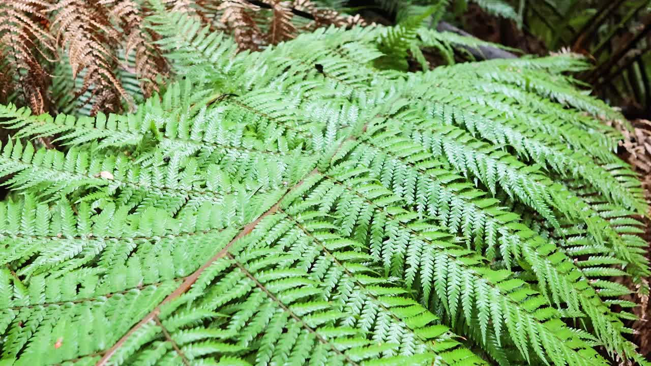 helechos verdes exuberantes en un entorno de selva tropical