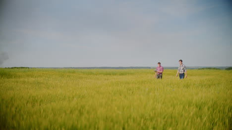 farmers inspecting wheat field